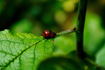 ladybug on leaf
