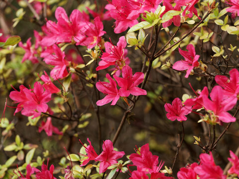Hinode-giri Azalea or Rhododendron 'Hinode Giri' covered with clusters of cherry red trumpet-shaped flowers at the ends of the branches 