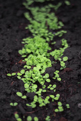 Green young lettuce sprouts sprout from the moist ground. Background