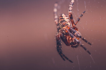 Macro Garden Spider