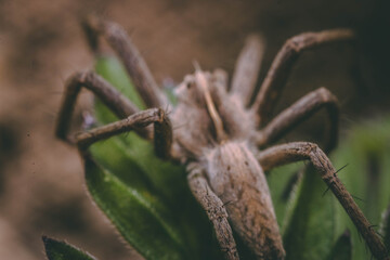 Macro Garden Spider