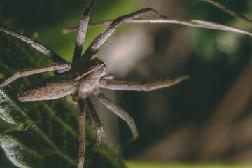 Macro Garden Spider
