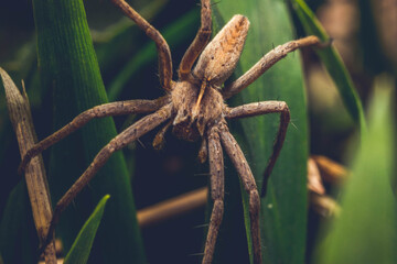 Macro Garden Spider