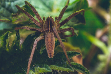 Macro Garden Spider