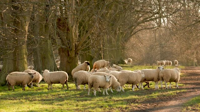 4K video clip flock of sheep grazing, walking, running on a path with trees in the countryside at sunset or sunrise