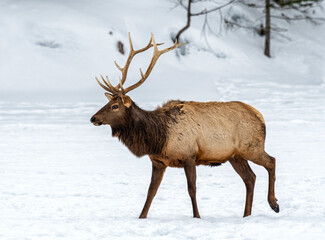 Naklejka na ściany i meble Elk in the snow