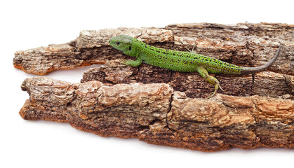 Green beautiful lizard on the bark.