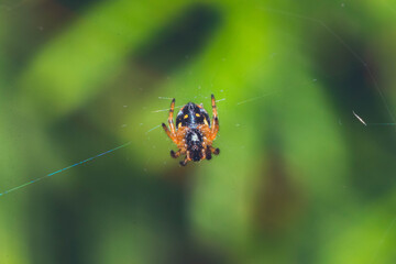 Macro Garden Spider