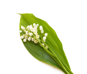 White lilies of the valley and green leaf.