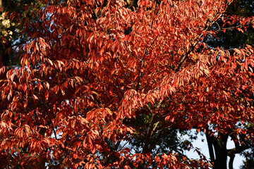 red and white background