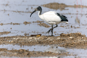 Ibis sacro in cerca di cibo