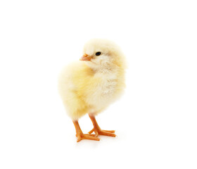 Small yellow chicken.