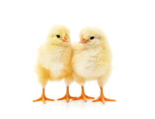 Fototapeta premium Many small chickens.