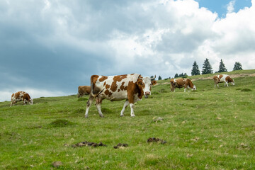 cows grazing in a field