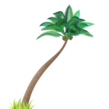 Single coconut palm tree isolated on white background. Vector cartoon style illustration. A fine example of tropical flora. Design element for summer tropical landscapes and scenes. 