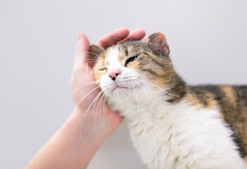 A person petting a Calico tabby shorthair cat with "cauliflower ear," a deformity caused by an injury or ear hematoma