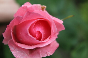 Pink rose view from above. Rose after rain with drops of water rain on a green background. Growing rose flowers