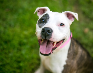 A happy Pit Bull Terrier mixed breed dog with brindle and white markings looking up