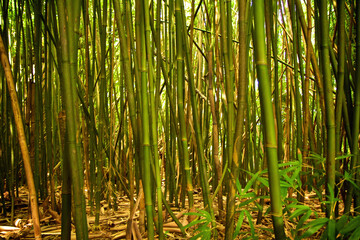 Trees bamboo