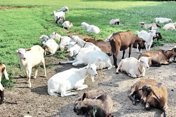 Goat Herd Summer