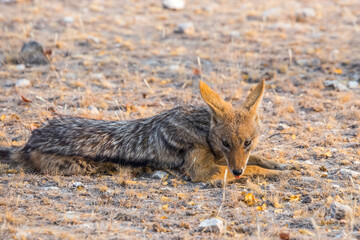 Black Backed Jackal (Canis mesomelas) sitting, profile view. Etosha National Park, Namibia, Africa.