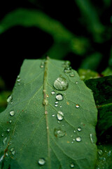 water drops on a leaf