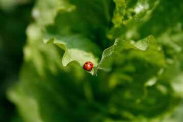 ladybug on a green leaf © Taddeo