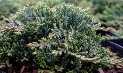 creeping juniper Cupressaceae Juniperus horizontalis Blue Chip