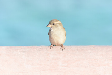 Little sparrow on a pink wall. 