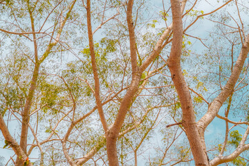 tree branch against blue sky