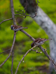 sparrow in the spring on a branch