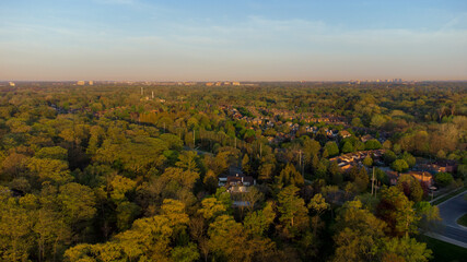 Obraz premium Forest with the skyline during golden hour