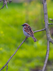 sparrow in the spring on a branch