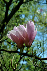 Zdjęcie przyrody przedstawiające dwa pąki krzewu magnolii © Radosaw