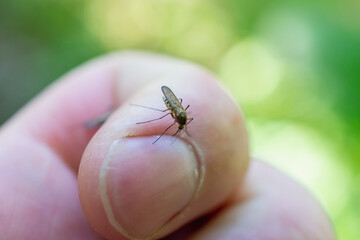 The mosquito wants to bite a finger and drink blood.