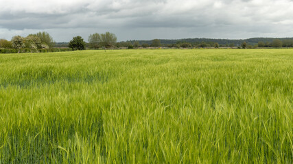 View of a field of barley (hordeum vulgare) out in ear