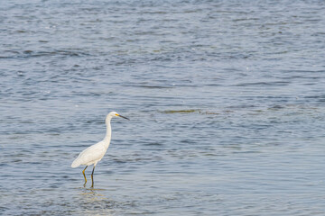 Heron walking along the shore in search of food