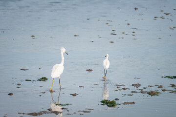 Herons walking on the shore