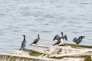 Obraz premium seabirds in floating structure on the shore of the pool