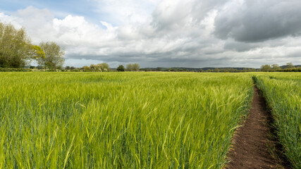 View of a field of barley (hordeum vulgare) out in ear