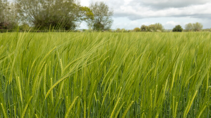 View of a field of barley (hordeum vulgare) out in ear