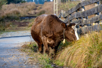 cow in park national park