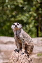 Meerkat guard watching für predators