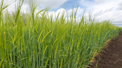 View of a field of barley (hordeum vulgare) out in ear