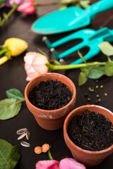 Some mud pots with earth and some colorful flowers and gardening tools on a black wooden table 
