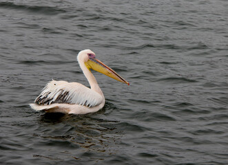 pelican swimming in Namibia, Africa