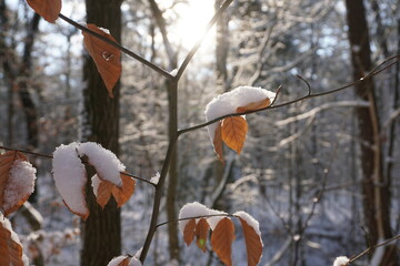 Viel Schnee im Herbst Wald