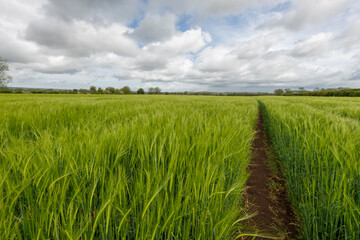 View of a field of barley (hordeum vulgare) out in ear