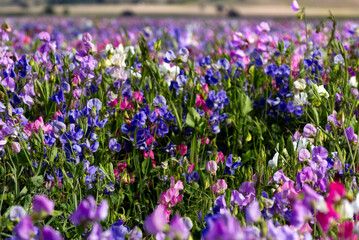 Obraz premium Central California - Hwy 156 flower field
