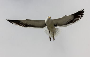 Namibian seagull